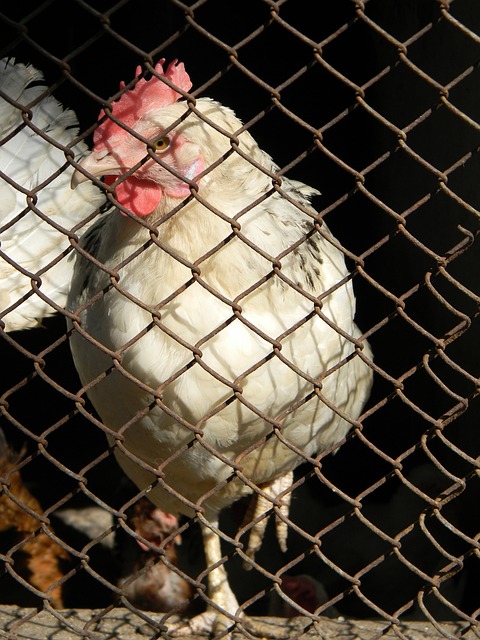 为比赛提供 为比赛提供