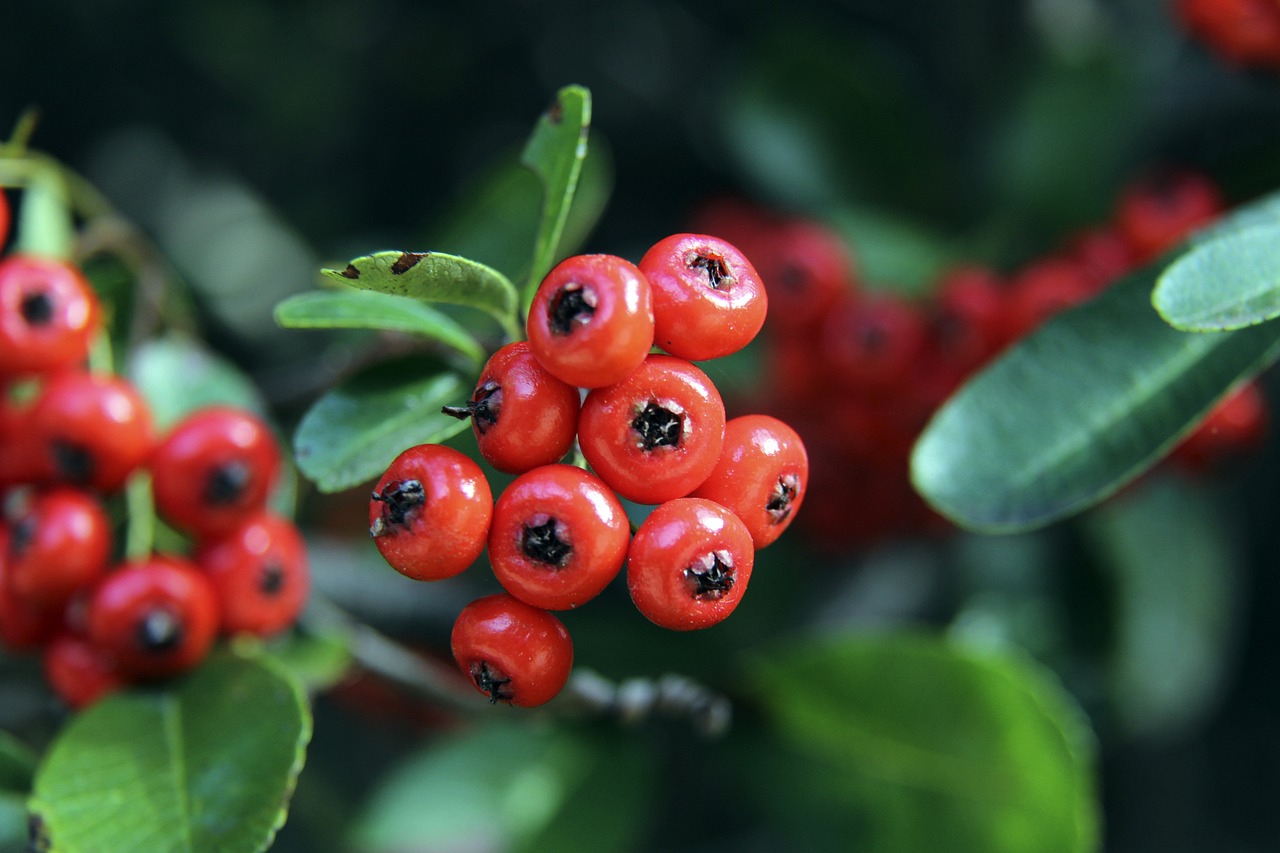 班牙国家德 班牙国家德